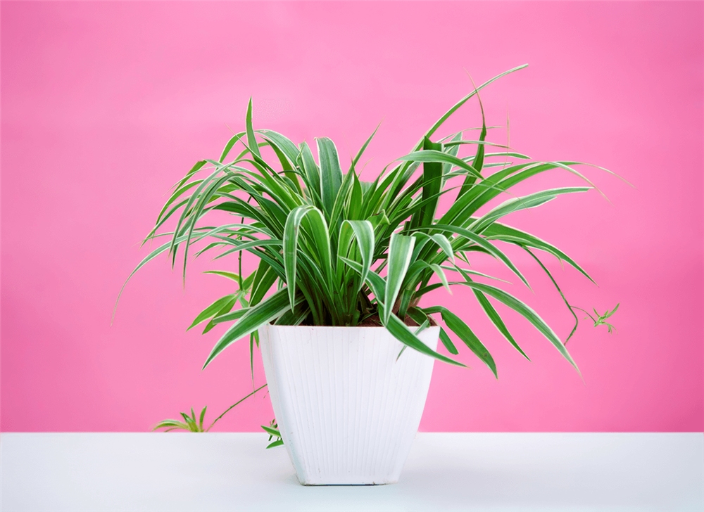 8 loại cây cảnh hút khí độc thường được chọn để trồng trong nhà, giúp nhà bạn có chất lượng không khí tốt hơn-8