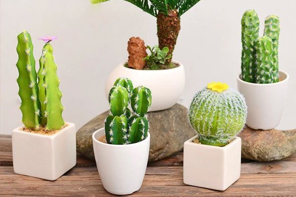 Nếu thường xuyên dùng máy tính thì đây là các loại cây cảnh bạn nên có vì chống bức xạ điện từ cực tốt-9