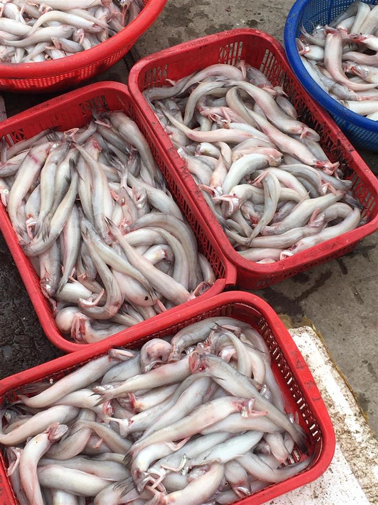 Cá khoai được mùa to ngon, phủ trắng chợ mạng, tiểu thương chốt đơn liên tục thu lời bạc triệu mỗi ngày-3
