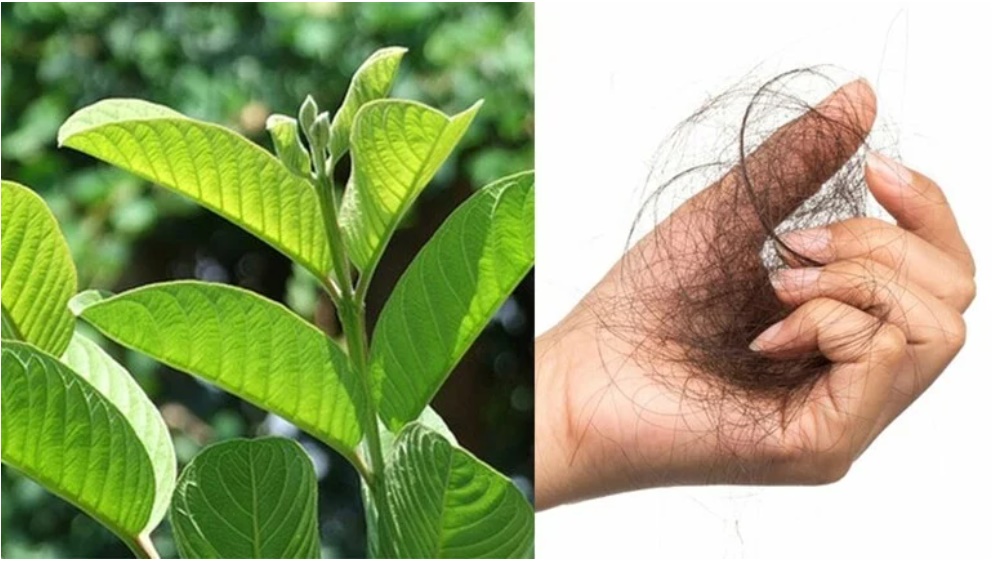 Hễ chải tóc, gội đầu là tóc rụng từng nắm: Áp dụng mẹo này 3 lần/tuần tóc chắc khỏe, hết rụng, mọc lại nhanh-2