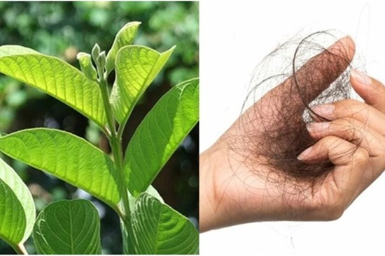 Hễ chải tóc, gội đầu là tóc rụng từng nắm: Áp dụng mẹo này 3 lần/tuần tóc chắc khỏe, hết rụng, mọc lại nhanh