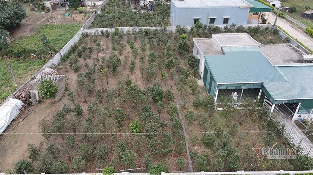 Mai rực nở sớm, khách qua đường ngắm vui, chủ vườn méo mặt-1