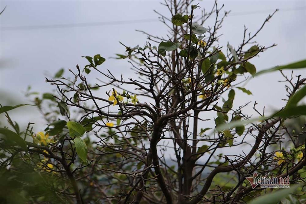 Mai rực nở sớm, khách qua đường ngắm vui, chủ vườn méo mặt-4