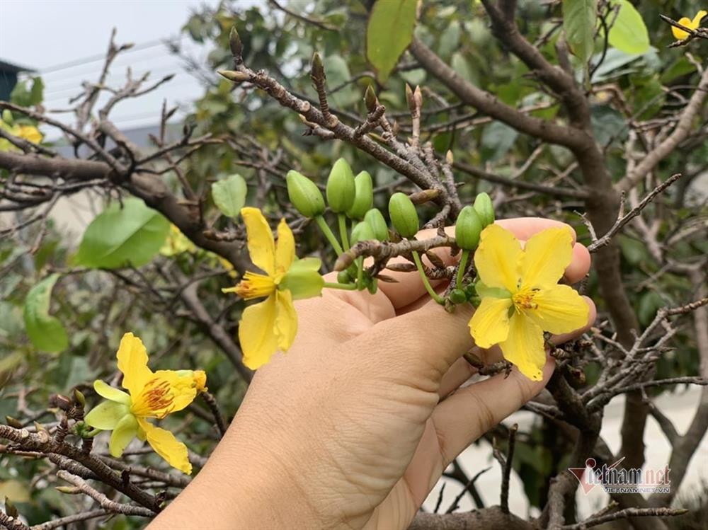 Mai rực nở sớm, khách qua đường ngắm vui, chủ vườn méo mặt-6