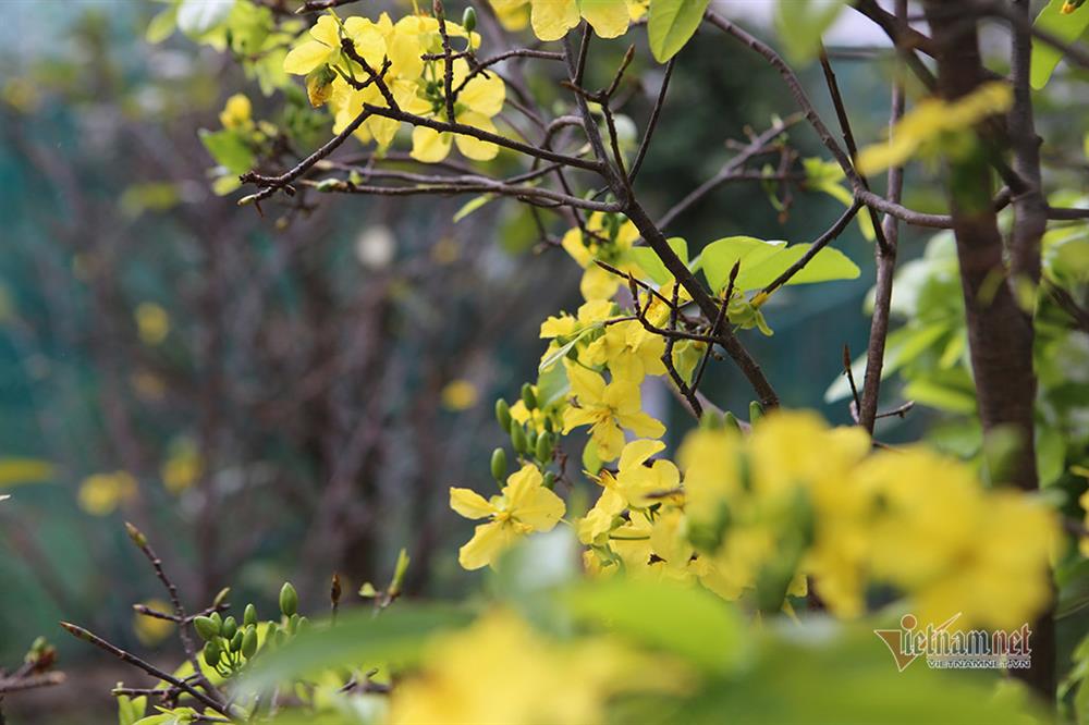 Mai rực nở sớm, khách qua đường ngắm vui, chủ vườn méo mặt-7