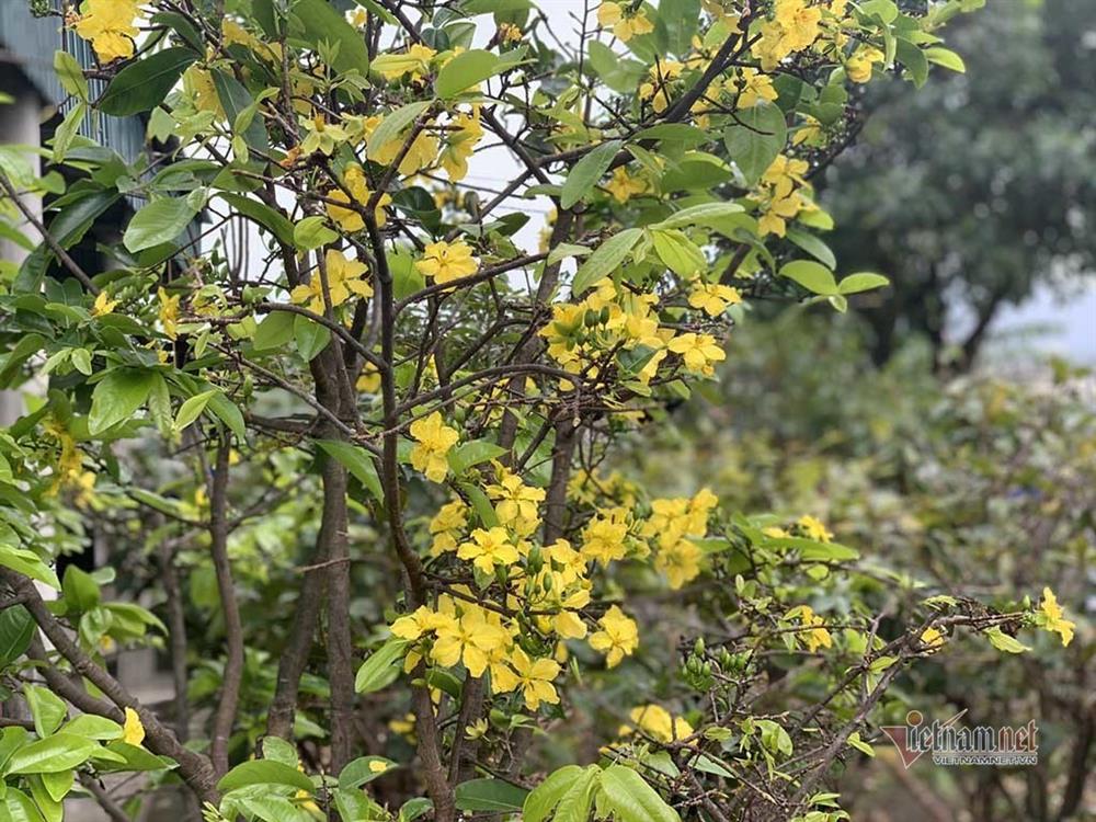 Mai rực nở sớm, khách qua đường ngắm vui, chủ vườn méo mặt-9