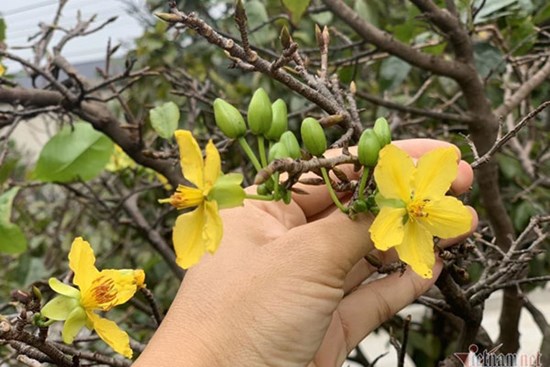 Mai rực nở sớm, khách qua đường ngắm vui, chủ vườn méo mặt