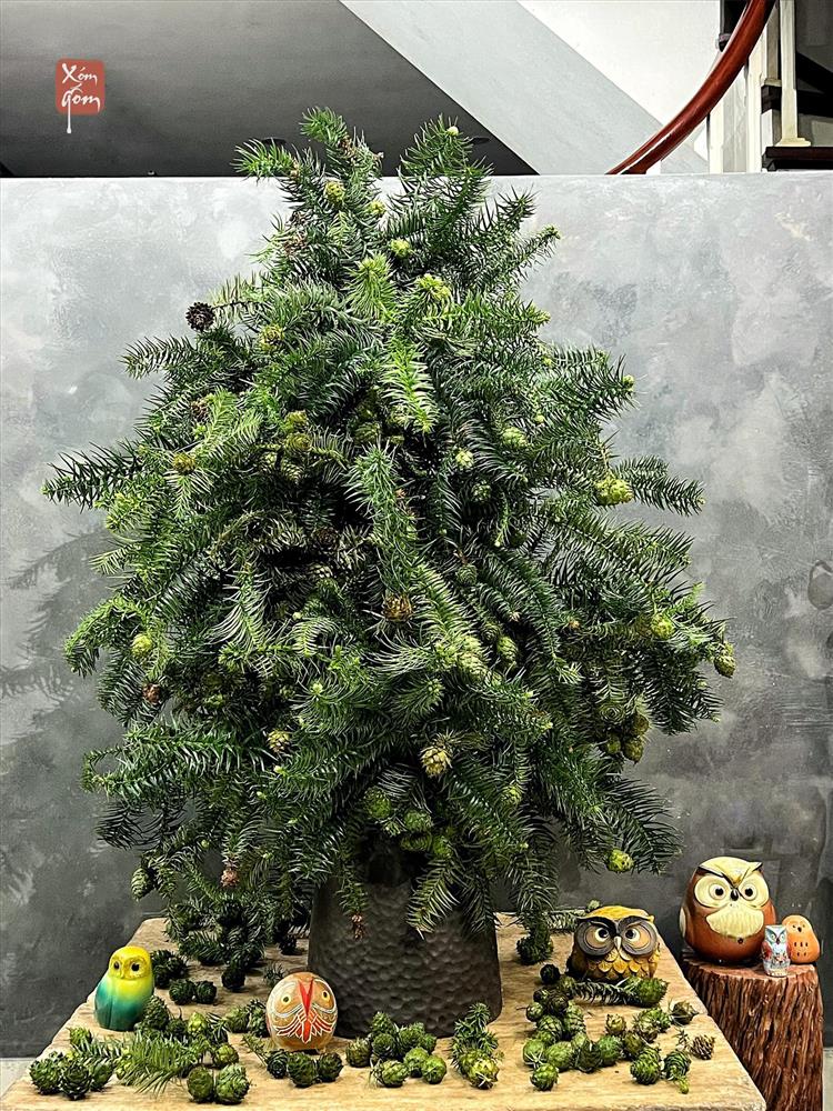 Thông Noel đi máy bay về Việt Nam giá chục triệu đồng/cây vẫn hút khách-2