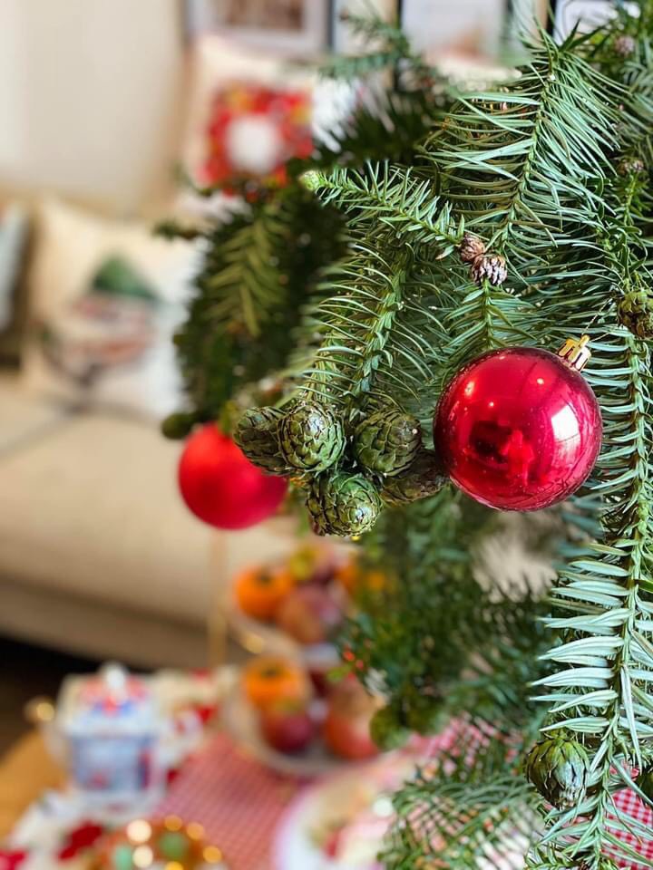 Thông Noel đi máy bay về Việt Nam giá chục triệu đồng/cây vẫn hút khách-3