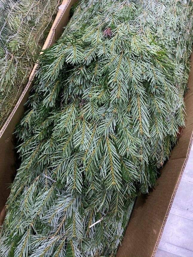 Thông Noel đi máy bay về Việt Nam giá chục triệu đồng/cây vẫn hút khách-5