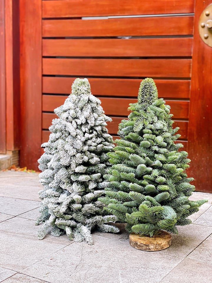 Thông Noel đi máy bay về Việt Nam giá chục triệu đồng/cây vẫn hút khách-6