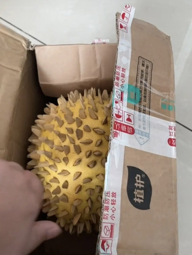 Đặt quả sầu riêng giá rẻ trên mạng, khách sốc nặng với thứ bên trong-1