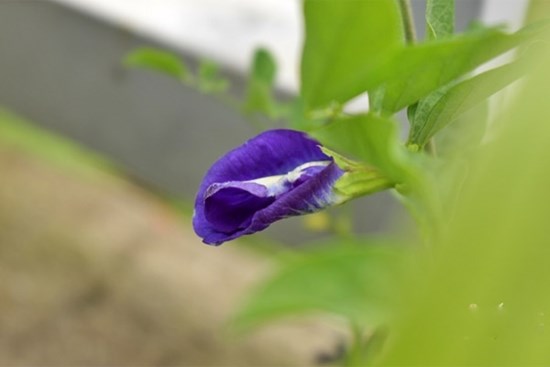 Chán chồng, yêu sếp và rồi tôi mất cả hai