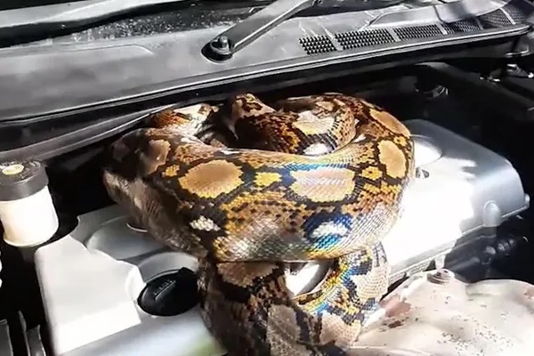 Chủ nhà hoảng sợ khi thấy nữ nhân viên trèo ra ngoài cửa sổ tầng 9 lau kính-1