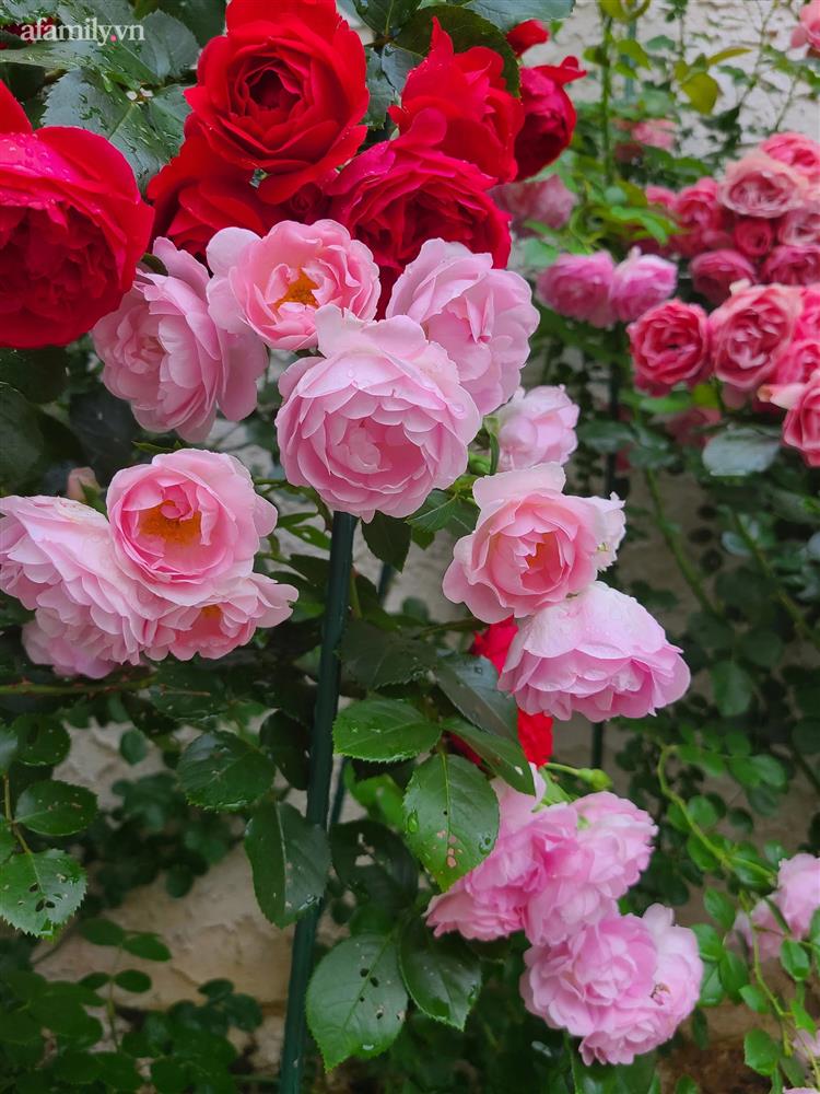 Ngắm ngôi nhà theo phong cách vintage, sân vườn bát ngát hoa đẹp như tranh vẽ của mẹ Việt ở Mỹ-17