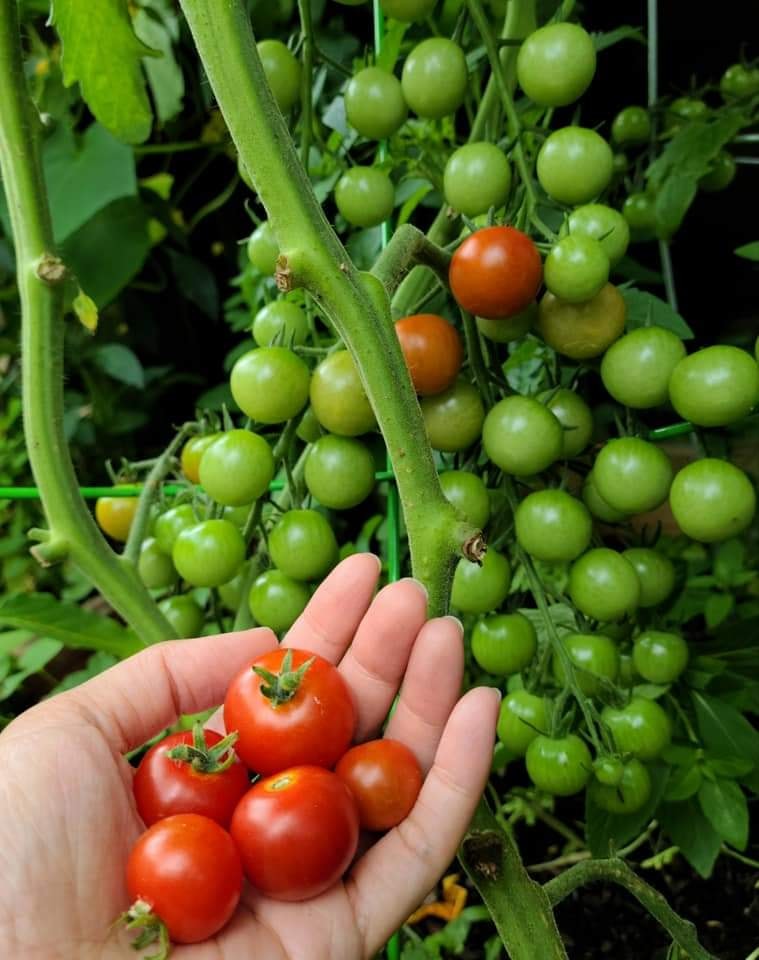 Ngắm ngôi nhà theo phong cách vintage, sân vườn bát ngát hoa đẹp như tranh vẽ của mẹ Việt ở Mỹ-23