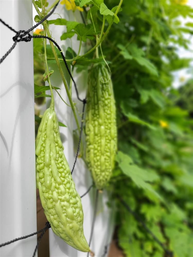 Ngắm ngôi nhà theo phong cách vintage, sân vườn bát ngát hoa đẹp như tranh vẽ của mẹ Việt ở Mỹ-24