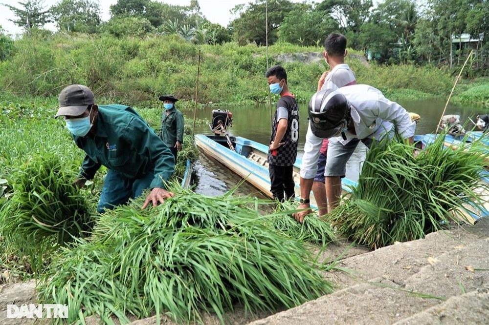 Nghề độc, lạ ở miền Tây, chỉ buôn bán mỗi cỏ dại mà đắt như tôm tươi-1