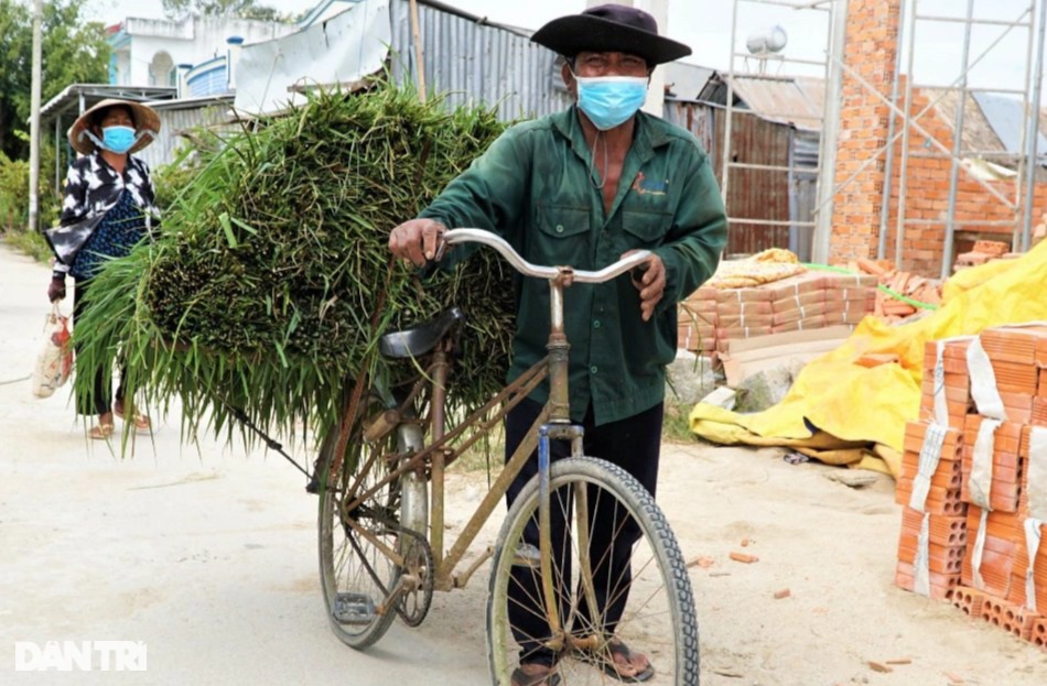 Nghề độc, lạ ở miền Tây, chỉ buôn bán mỗi cỏ dại mà đắt như tôm tươi-2