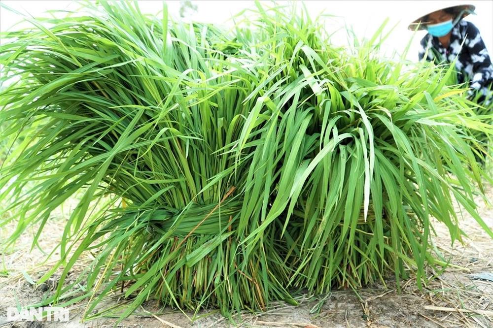 Nghề độc, lạ ở miền Tây, chỉ buôn bán mỗi cỏ dại mà đắt như tôm tươi-3