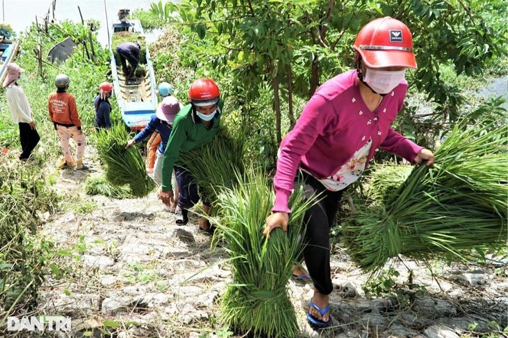 Nghề độc, lạ ở miền Tây, chỉ buôn bán mỗi cỏ dại mà đắt như tôm tươi-7