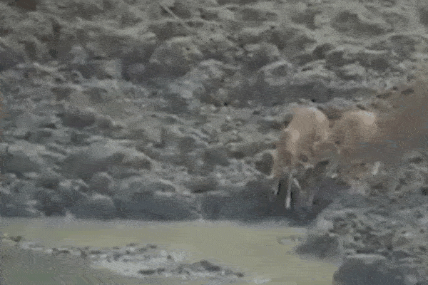 Clip: Trăn khủng phi thân cực nhanh, ngoạm đầu hươu lôi xuống nước