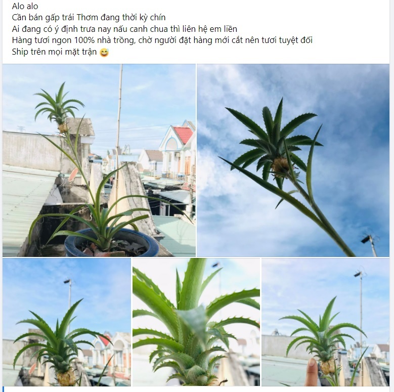 Phát sốt quả dứa tí hon được định giá tiền tỷ-1