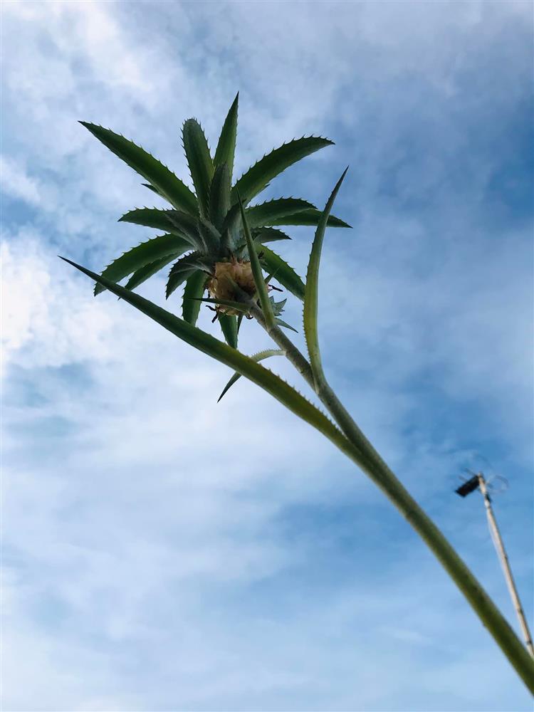 Phát sốt quả dứa tí hon được định giá tiền tỷ-2