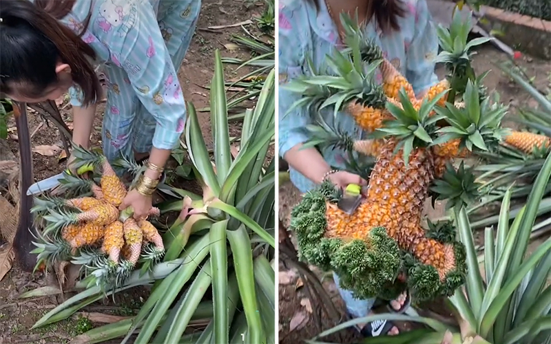 Phát sốt quả dứa tí hon được định giá tiền tỷ-10