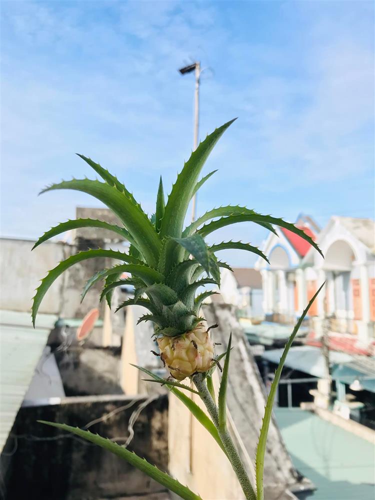 Phát sốt quả dứa tí hon được định giá tiền tỷ-3