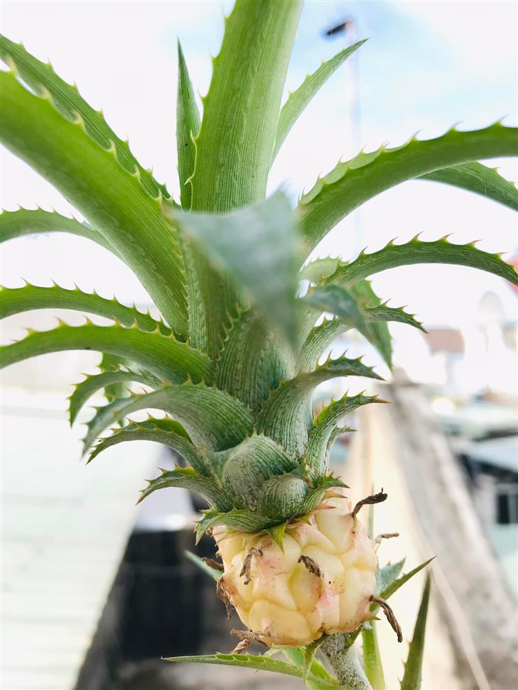 Phát sốt quả dứa tí hon được định giá tiền tỷ-4