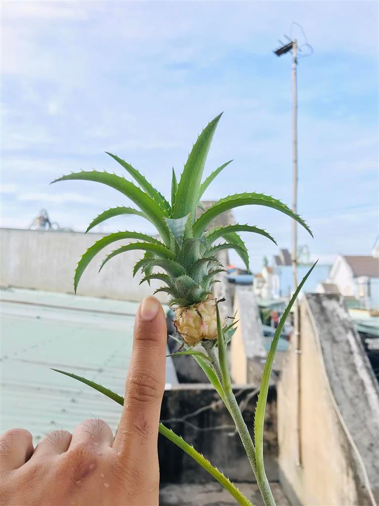 Phát sốt quả dứa tí hon được định giá tiền tỷ-5