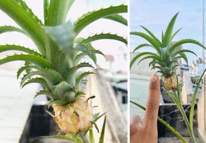 Phát sốt quả dứa tí hon được định giá tiền tỷ-6