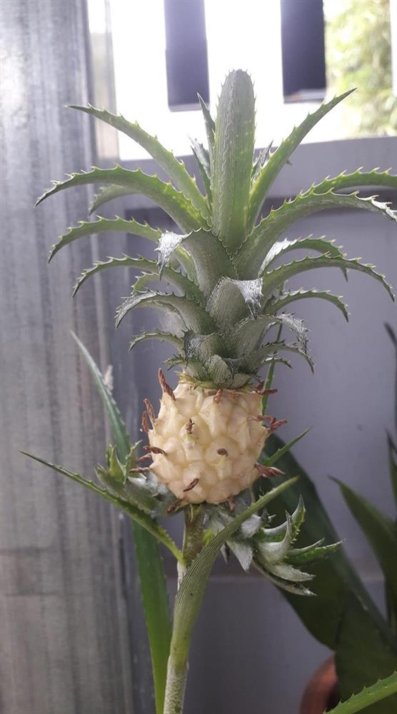 Phát sốt quả dứa tí hon được định giá tiền tỷ-7