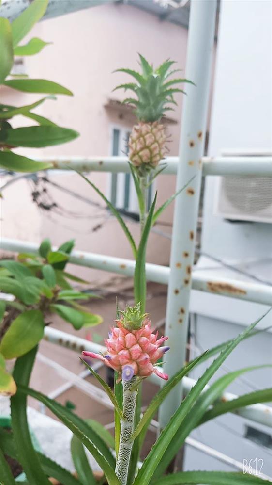 Phát sốt quả dứa tí hon được định giá tiền tỷ-8