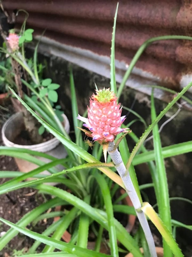 Phát sốt quả dứa tí hon được định giá tiền tỷ-9