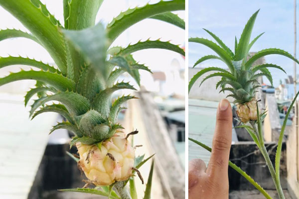 Giá rẻ chưa từng có, quất ngọt Đài Loan tràn ngập chợ-4