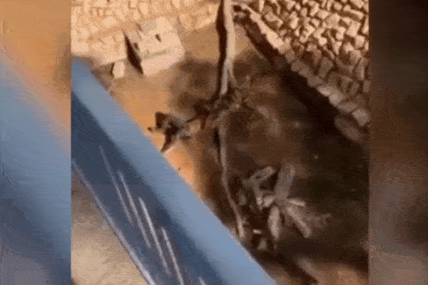 Cổng đá đổ sập đè nát xe máy, người phụ nữ thoát nạn thần kỳ-1