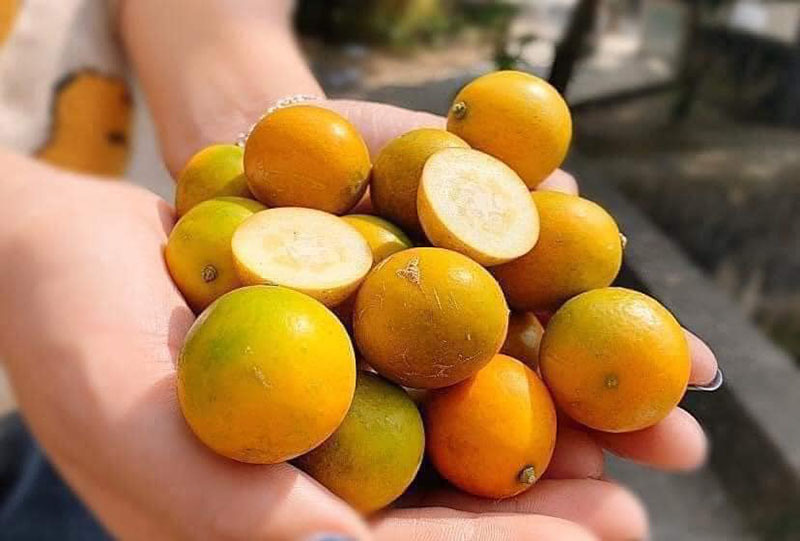 Giá rẻ chưa từng có, quất ngọt Đài Loan tràn ngập chợ-1