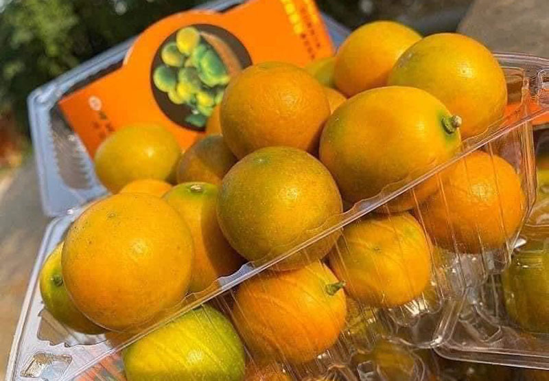 Giá rẻ chưa từng có, quất ngọt Đài Loan tràn ngập chợ-2