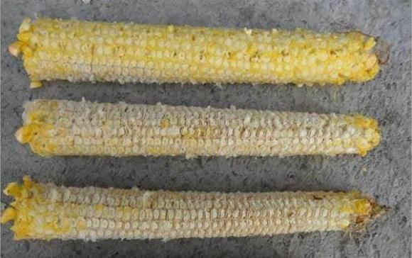 Đừng vứt lõi ngô đi một cách lãng phí, hãy xem các công dụng thần kỳ của nó để tiết kiệm cả một khoản tiền mỗi năm-1