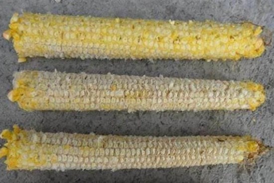 Đừng vứt lõi ngô đi một cách lãng phí, hãy xem các công dụng 'thần kỳ' của nó để tiết kiệm cả một khoản tiền mỗi năm