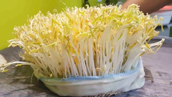 Mách chị em cách làm giá đỗ bằng khăn đơn giản đến không ngờ, giá trắng mập, chi phí lại cực thấp-2