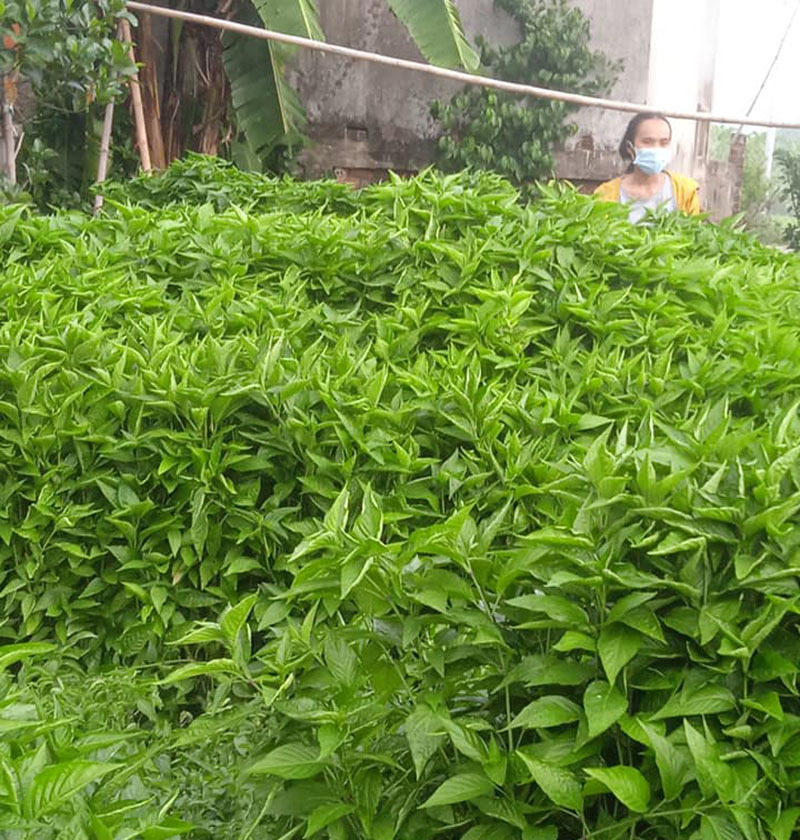 Loại cây mọc đầy vườn nhà: Trước nhổ cho không, nay giá gần triệu đồng/kg-1