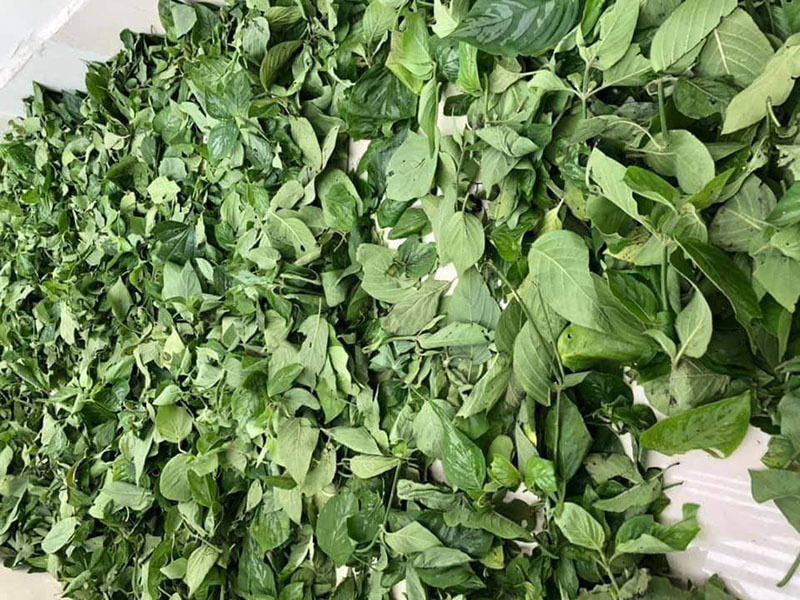 Loại cây mọc đầy vườn nhà: Trước nhổ cho không, nay giá gần triệu đồng/kg-2