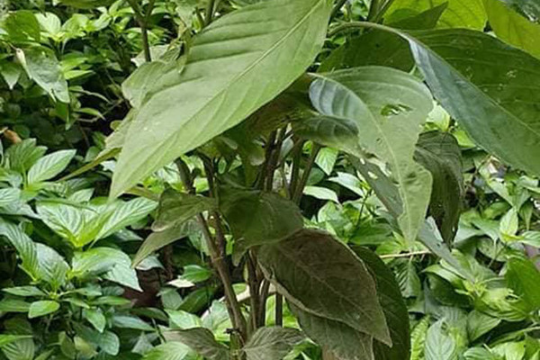 Loại cây mọc đầy vườn nhà: Trước nhổ cho không, nay giá gần triệu đồng/kg-5