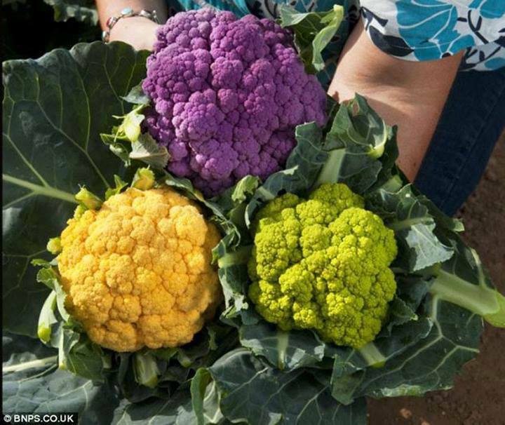 Súp lơ cầu vồng nhập khẩu giá ngất ngưởng cao gấp 10 lần súp lơ nội địa, khách vẫn mua ào ào-1