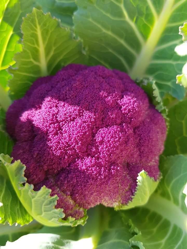 Súp lơ cầu vồng nhập khẩu giá ngất ngưởng cao gấp 10 lần súp lơ nội địa, khách vẫn mua ào ào-2