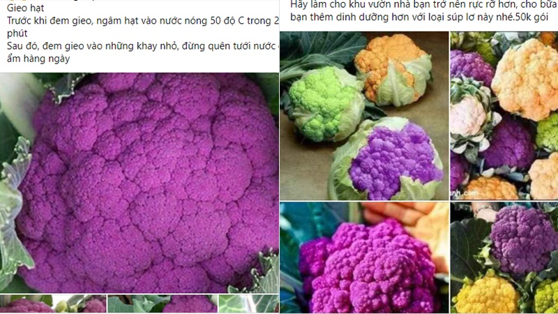 Súp lơ cầu vồng nhập khẩu giá ngất ngưởng cao gấp 10 lần súp lơ nội địa, khách vẫn mua ào ào-6