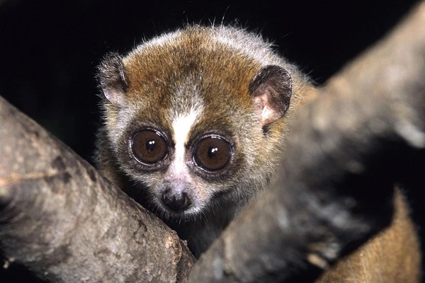 Hà Nội: Người phụ nữ đầu tiên bị con cu li cắn, vài phút sau giọng nói yếu hẳn đi-2